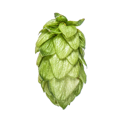 Green Pacifica hop cone on a white background