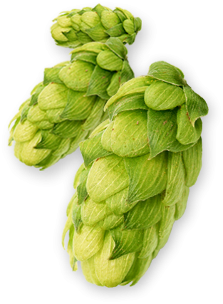 Classic hops
